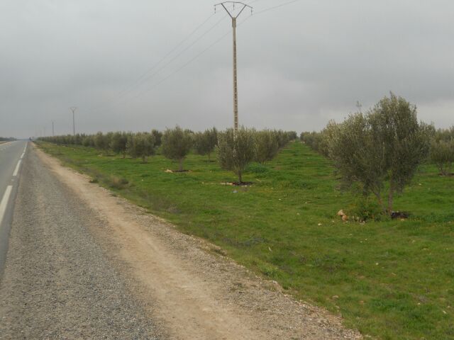 Plantación de olivos