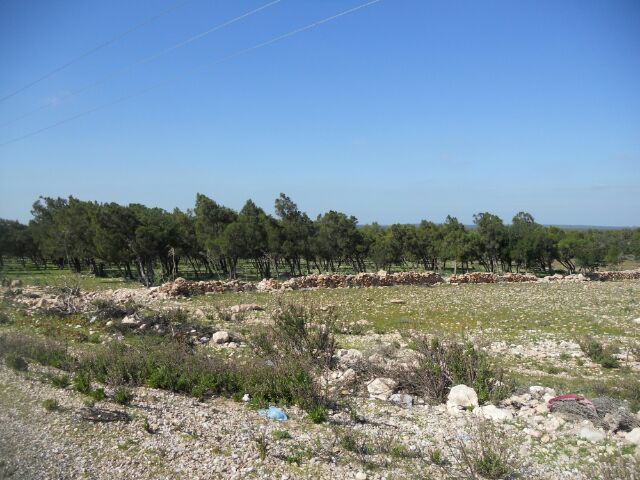 Árboles moldeados por el frecuente viento, cerca de Essaoira.
